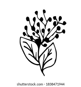 Australian Christmas Plant Metrosideros . Vector Christmas Icon Metrosideros. Sketch In Lines In The Doodle Style. Isolated On A White Background