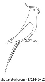 Australian Cockatiel parrot polygonal lines illustration. Abstract vector parrot on the white background