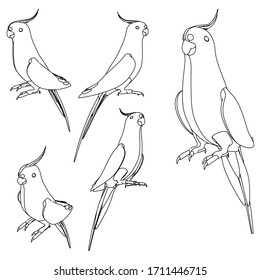 Australian Cockatiel parrot polygonal lines illustration. Abstract vector parrot on the white background