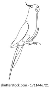 Australian Cockatiel parrot polygonal lines illustration. Abstract vector parrot on the white background