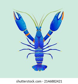 Australian crayfish Yabby, or (Cherax destructor) is a freshwater crustacean from the Decapod crayfish order.