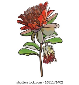 Australian Crimson Yanchep rose hand-drawn vector flowering illustration on a white background.