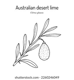 Lima desértica australiana (citrus glauca), planta comestible y medicinal. Ilustración de vector botánico dibujada a mano