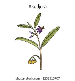 Australian desert raisin (Solanum centrale), or akudjura, kutjera, bush tomato, spice plant. Hand drawn botanical vector illustration