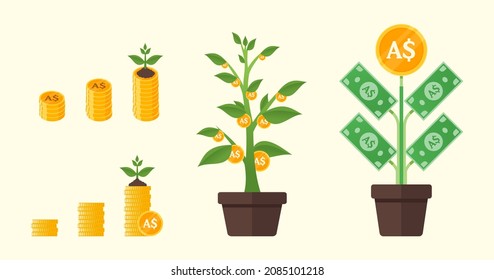 Australian Dollar Money Tree Growing