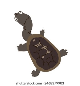 Australian Eastern long-necked turtle illustration