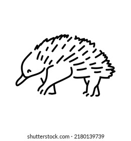 Australian echidna color line illustration. Animals of Australia.