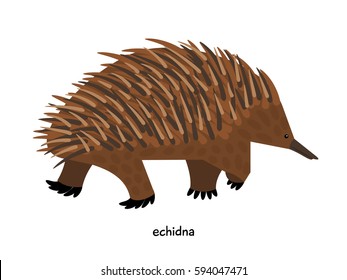 Australian echidna - oviparous mammal