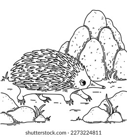 Australian echidna walking in the wild near the mound and rocks. Coloring page for kids. Learn animals with fun. Black and white vector illustration.