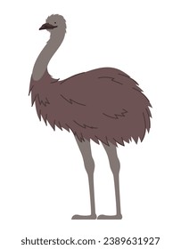 australian emu animal exotic icon