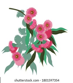 Australian eucalyptus flowers and leaves pattern vector graphics background texture