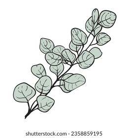 Australian eucalyptus sprig icon. Delicate plant for bouquets and wedding invitations