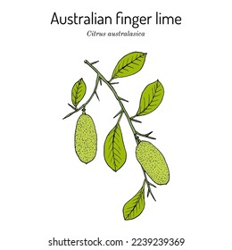 Australian finger lime (Citrus australasica), edible and medicinal plant. Hand drawn botanical vector illustration