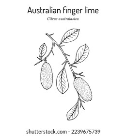 Australian finger lime (Citrus australasica), edible and medicinal plant. Hand drawn botanical vector illustration