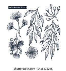 Australian flowers collection. Eucalyptus florals. Botanical illustration. Vector illustration