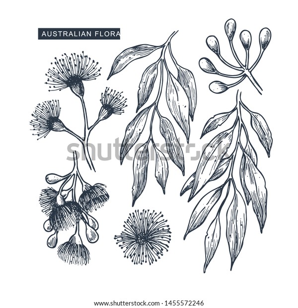 オーストラリアの花のコレクション ユーカリ花柄 植物イラスト ベクターイラスト のベクター画像素材 ロイヤリティフリー