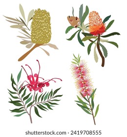 Australian flowers illustration vector illustration of flowers