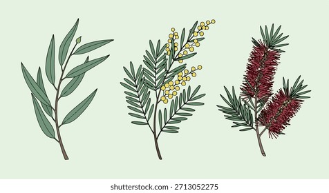 Ramas de follaje australiano con fondo transparente