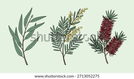 Australian foliage branches with transparent background