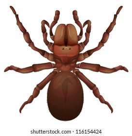 Australian funnel-web spider - Hexathelidae