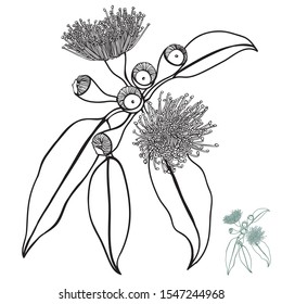 Australian Hand drawn Native Gum nut Floral Vector Illustration