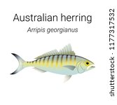 Australian herring also known as Tommy ruff - endemic Australian fish species found in the coastal waters of Southern Australia illustration