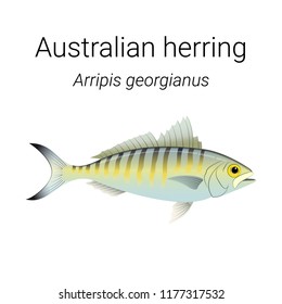 Australian herring also known as Tommy ruff - endemic Australian fish species found in the coastal waters of Southern Australia illustration