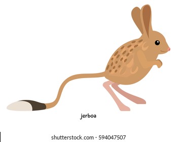 Australian jerboa -  animal with tail longer than its head and body 