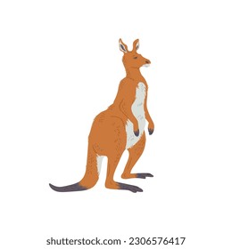 Australian kangaroo, hand drawn flat vector illustration isolated on white background. Native marsupial animal of Australia. Concepts of zoo and kids education.