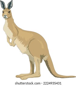 Australian Kangaroo Standing Vector Illustration