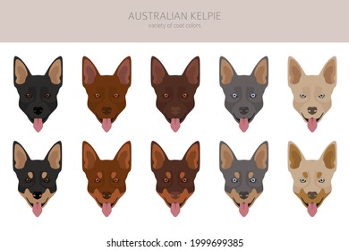 El kelpie australiano todos los colores se destacan. Colores y poses diferentes.  Ilustración del vector