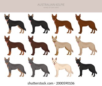 El kelpie australiano todos los colores se destacan. Colores y poses diferentes.  Ilustración del vector