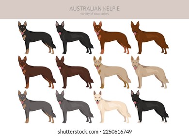 El Kelpie australiano todos los colores se destacan. Colores de abrigo diferentes. Ilustración del vector