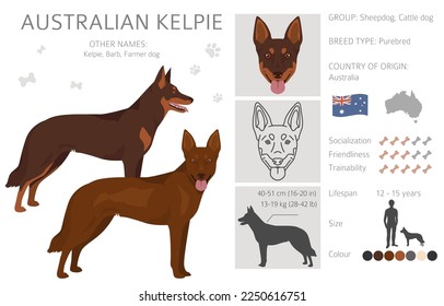 Australian Kelpie all colours clipart. Different coat colors set. Vector illustration