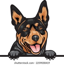 Perros de color Kelpie australiano que buscan en la orilla. Imagen de color de la cabeza de un perro aislado en un fondo blanco. Retrato de perro, ilustración de vector