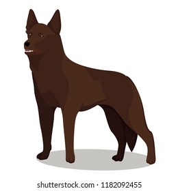 Australian Kelpie dog