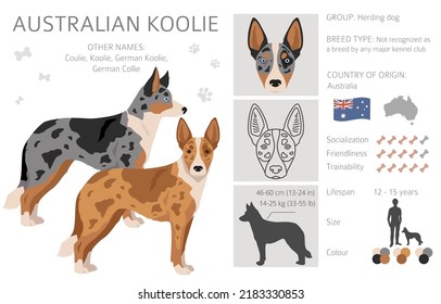 Australian Koolie Clipart. Different Poses, Coat Colors Set. Vector Illustration