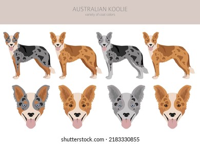 Australian koolie clipart. Different poses, coat colors set. vector illustration svg