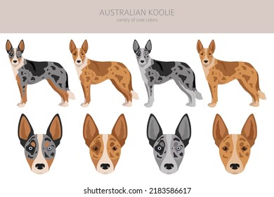 Australian Koolie Clipart. Different Poses, Coat Colors Set. Vector Illustration