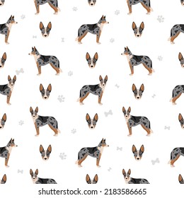 Australian Koolie Seamless Pattern. Different Poses, Coat Colors Set. Vector Illustration