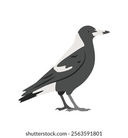 Australian magpie cartoon clipart. Australian magpie vector illustration in flat style. Hand-drawn wild animal concept