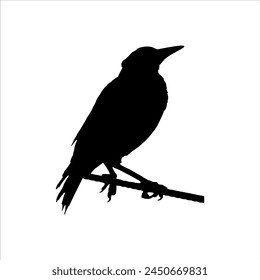 Australian magpie silhouette vector icon illustration