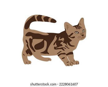 Australian Mist cat in flat style. Australian Mist cat illustration isolated on white background. vector illustration