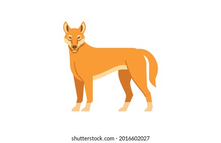 Australian native animal Dingo (Canis lupus dingo) side angle view, flat style vector illustration isolated on white background