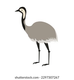 Australian native animal Emu, brown large flightless bird walking in side angle view, flat style vector illustration isolated on white background EPS