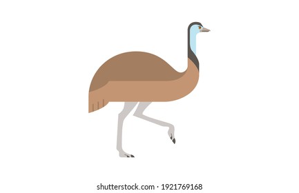 Australian native animal Emu (Dromaius Novaehollandiae), brown large flightless bird walking in side angle view, flat style vector illustration isolated on white background