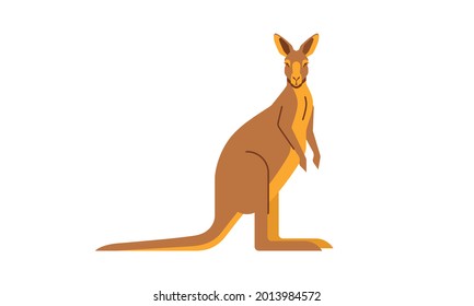 Australian native animal red kangaroo (Macropus rufus) side angle view, flat style vector illustration isolated on white background