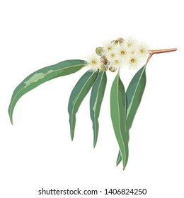 Australian Native Eucalyptus Gum tree cream flowers on an isolated background natural design