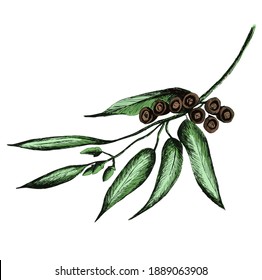 Australian Native Eucalyptus Gum tree cream flowers on an isolated background natural design. Vector Illustration. Realistic, for cards, posters, postcard design, logo, for printed matter.