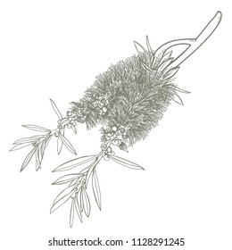 Australian Native flora bottlebrush Vector illustration